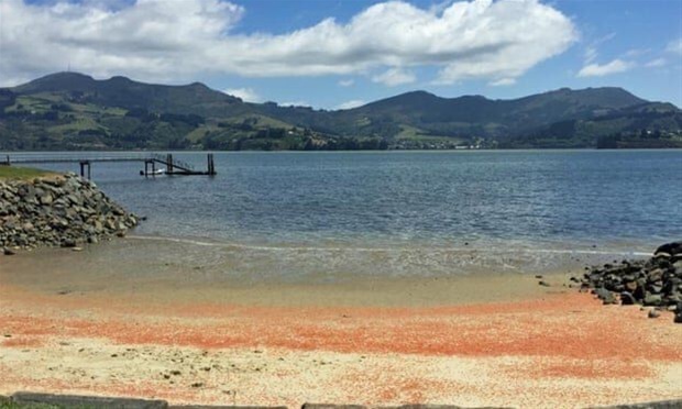 Ακτές στη Νέα Ζηλανδία βάφτηκαν κόκκινες από εκατομμύρια νεκρούς αστακούς που έκαναν ένα μοιραίο λάθος