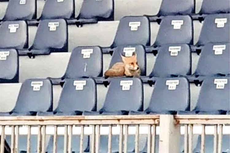 Μυτιλήνη: Αλεπού βρέθηκε στο γήπεδο και παρακολούθησε προπόνηση  