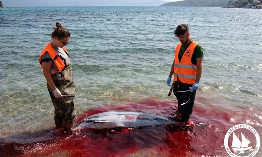 Το Αιγαίο βάφτηκε κόκκινο: Μαζικές οι δολοφονίες θαλάσσιων θηλαστικών στα Δωδεκάνησα