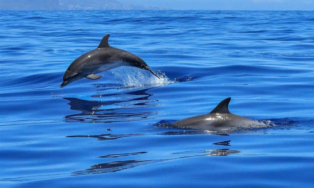 Μεσσηνία: Ο «χορός» των δελφινιών που καθήλωσε τους πάντες 