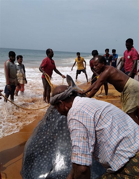 Ινδία : Σπάνιος φαλαινοκαρχαρίας σώθηκε με τη βοήθεια των κατοίκων της περιοχής