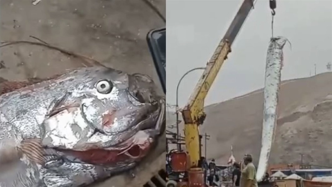 Απόκοσμο ψάρι 5 μέτρων: «Οιωνός καταστροφών», λέει η παράδοση στην Χιλή