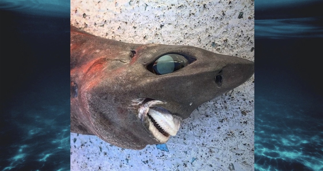 Καρχαρίας - τρόμος βρέθηκε στην Αυστραλία: Με μάτια που προεξέχουν και παγωμένο χαμόγελο