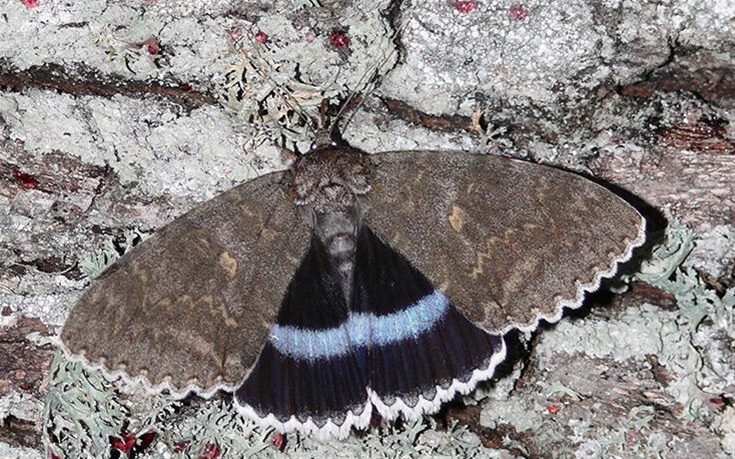 Πεταλούδα σε μέγεθος πουλιού ανακάλυψαν επιστήμονες στο Τσερνόμπιλ